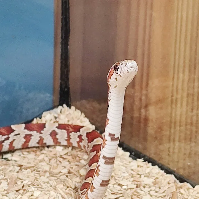 Nature Box Pet Emporium 7
