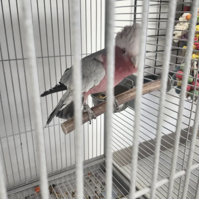 Exotic Bird Ranch II 12
