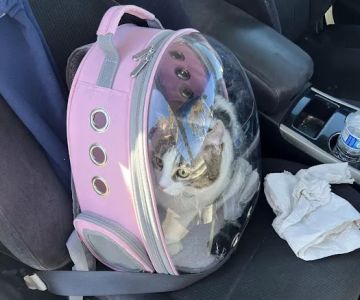 Hawthorne Quality Pet Care (formerly Hawthorne Dog & Cat Hospital)