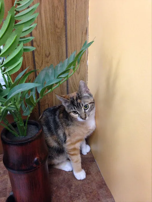 Hawthorne Quality Pet Care (formerly Hawthorne Dog & Cat Hospital) 5