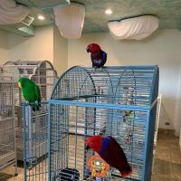 Exotic Birds of Denver (BEST main bird shop) ico