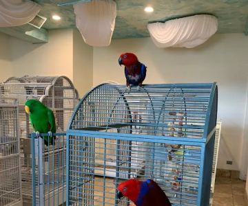 Exotic Birds of Denver (BEST main bird shop)
