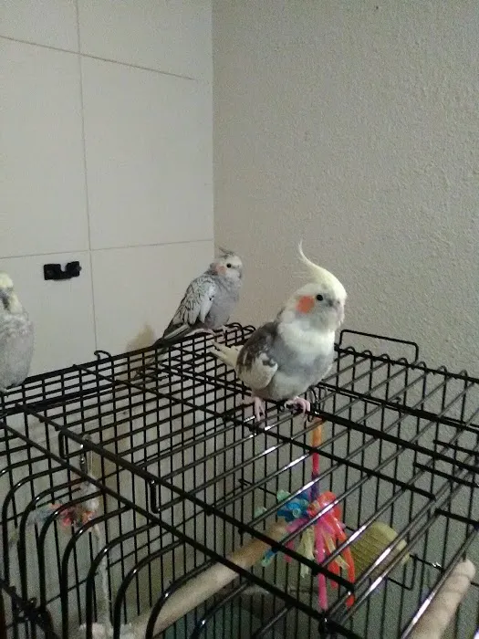 Exotic Birds of Denver (BEST main bird shop) 12
