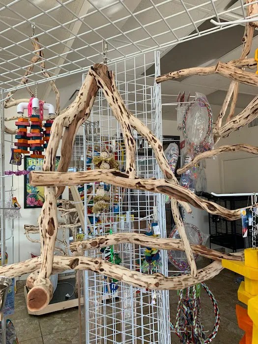 Exotic Birds of Denver (BEST main bird shop) 12