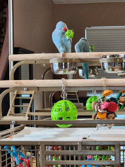 Exotic Birds of Denver (BEST main bird shop) 12