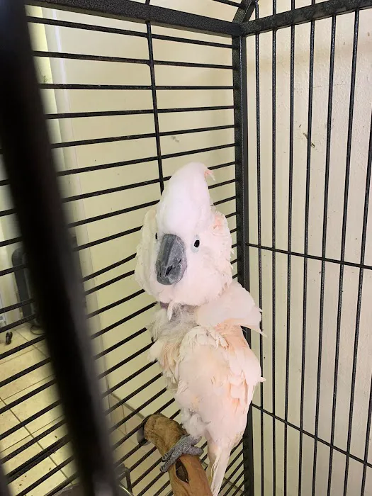 Exotic Birds of Denver (BEST main bird shop) 12