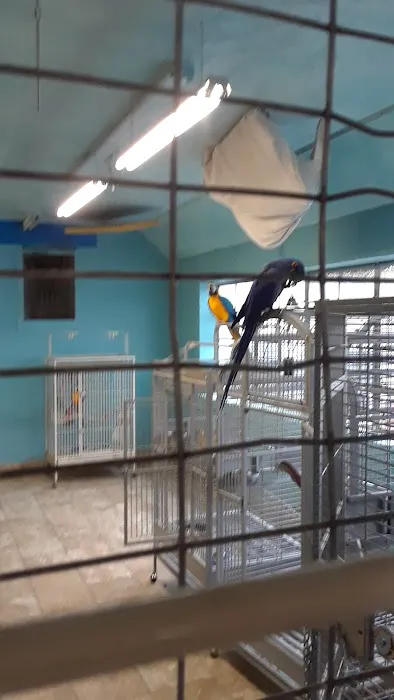 Exotic Birds of Denver (BEST main bird shop) 12