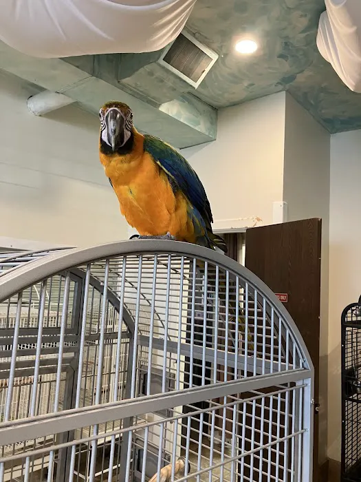 Exotic Birds of Denver (BEST main bird shop) 12