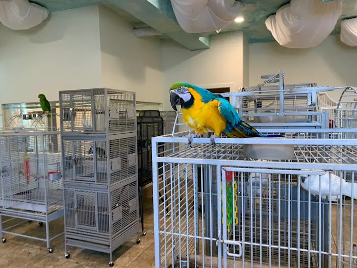 Exotic Birds of Denver (BEST main bird shop) 12