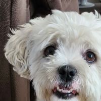 Animal Dermatology Clinic ico
