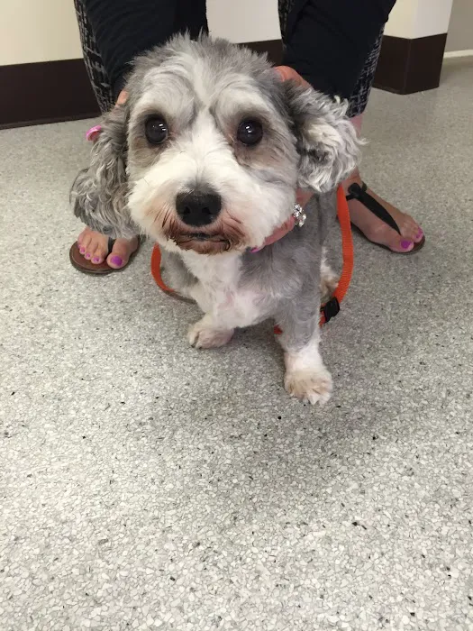 Animal Dermatology Clinic 3