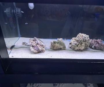 Fins Up Reef Co.