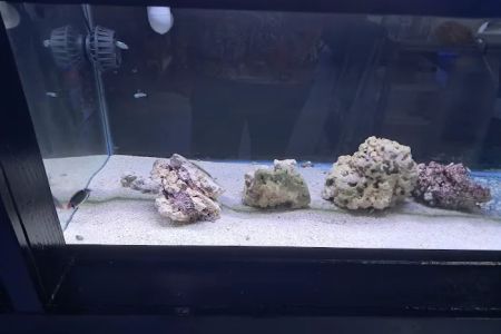 Fins Up Reef Co.