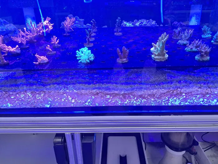 Fins Up Reef Co. 12