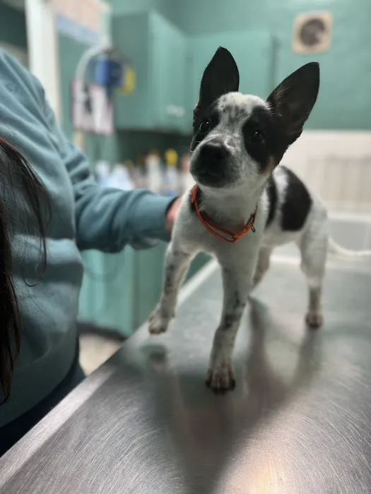 Green Dog & Cat Hospital 4