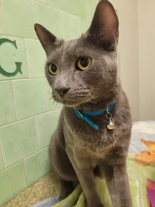 Green Dog & Cat Hospital 6