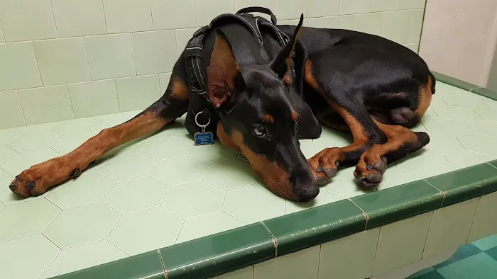 Green Dog & Cat Hospital 5