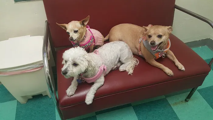 Green Dog & Cat Hospital 3