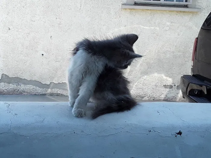 Green Dog & Cat Hospital 2