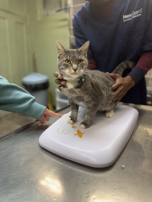 Green Dog & Cat Hospital 10