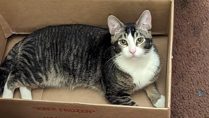 The ASPCA Los Angeles Spay/Neuter Clinic 2