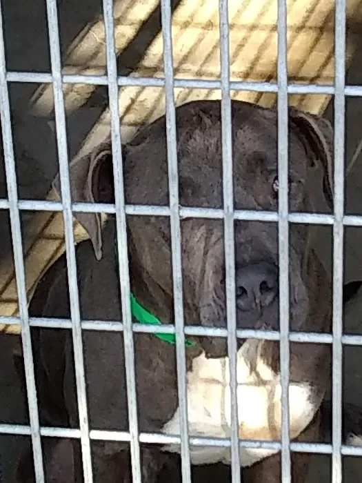 The ASPCA Los Angeles Spay/Neuter Clinic 1