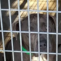 The ASPCA Los Angeles Spay/Neuter Clinic ico