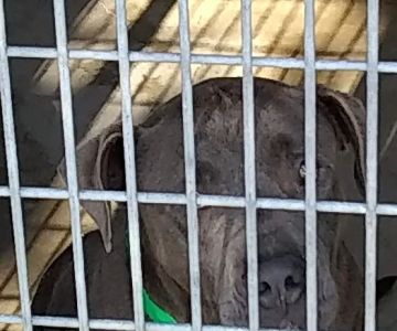 The ASPCA Los Angeles Spay/Neuter Clinic
