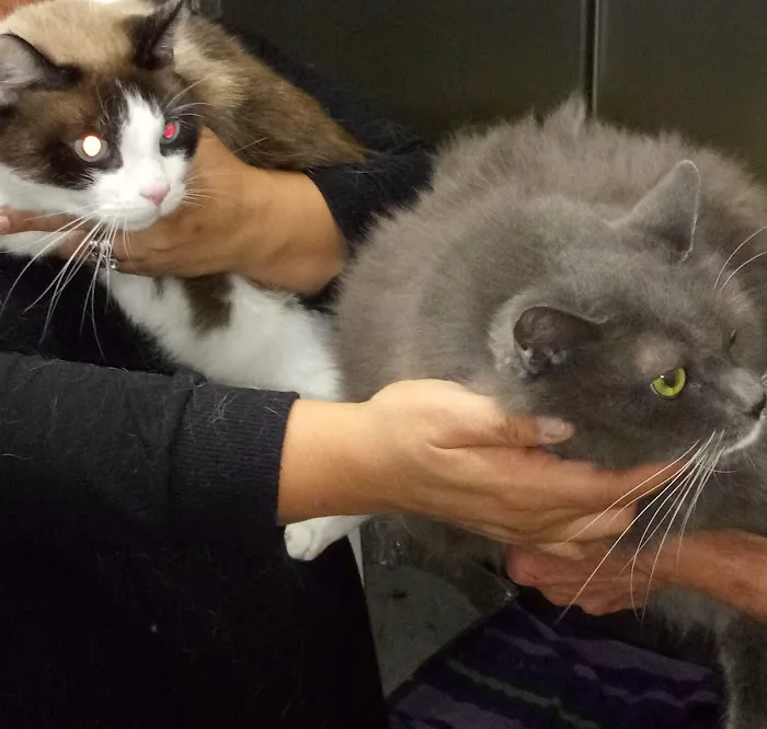 The ASPCA Los Angeles Spay/Neuter Clinic 7