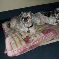 Petco ico