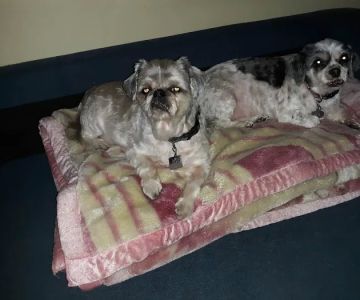 Petco