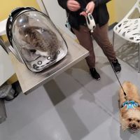 Grand Park Animal Hospital ico