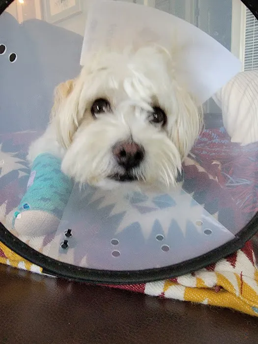 Grand Park Animal Hospital 2