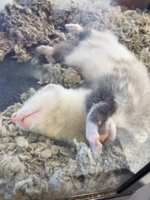 Petco 12
