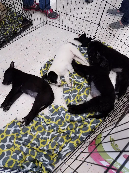 Petco 12