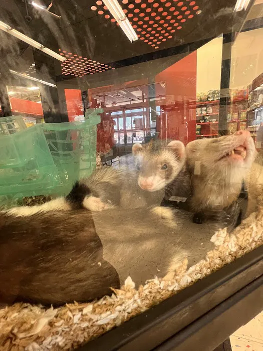 Petco 12