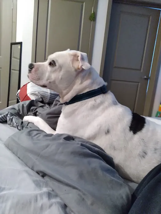Petco 12