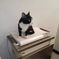 Los Angeles Veterinary Center ico