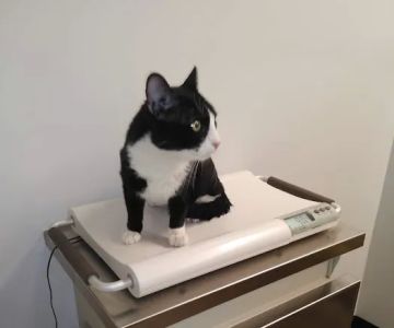 Los Angeles Veterinary Center