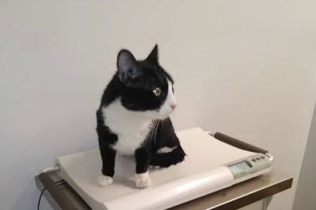 Los Angeles Veterinary Center