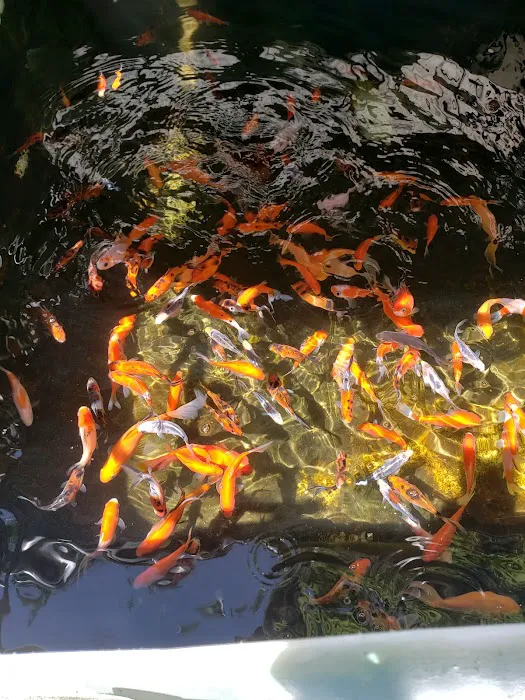 Mile High Koi 12