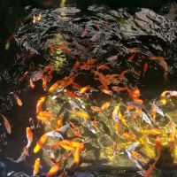 Mile High Koi ico
