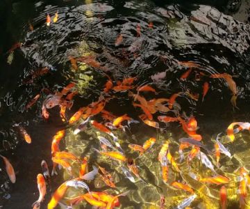 Mile High Koi