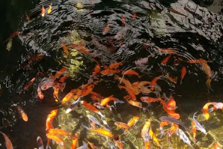 Mile High Koi