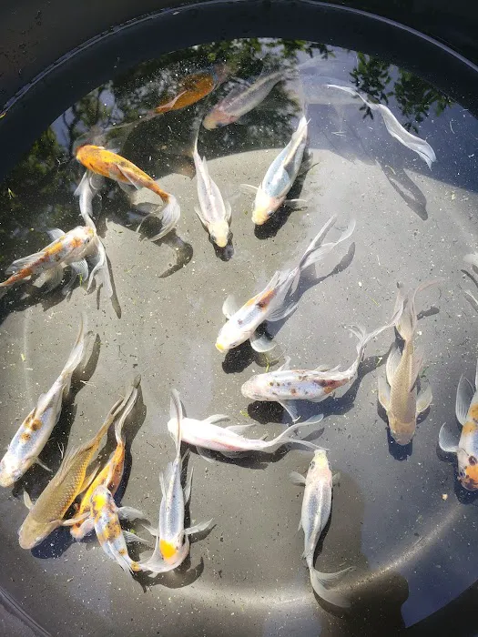 Mile High Koi 12