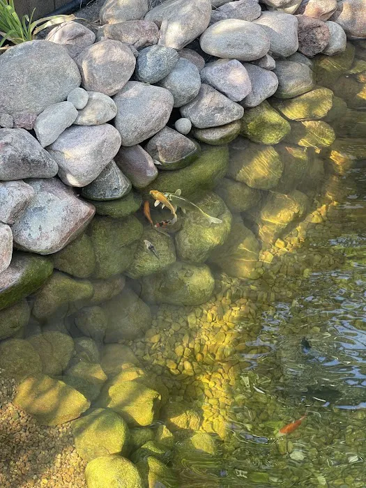 Mile High Koi 12