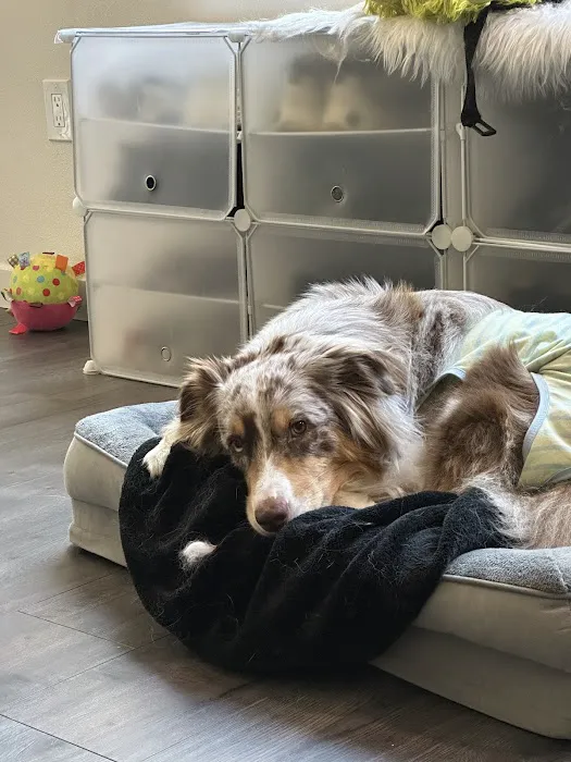 BeWell Animal Hospital 9