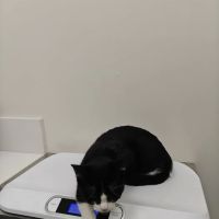 BeWell Animal Hospital ico