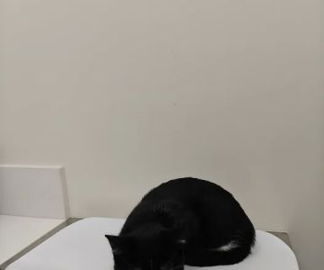 BeWell Animal Hospital