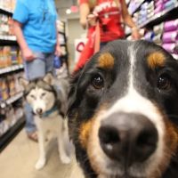 Chuck & Don's Pet Food & Supplies ico